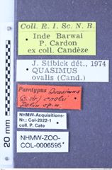 Etiketten zu Quasimus coolsi (Dolin, 2001) (NHMW-ZOO-COL-0006595)